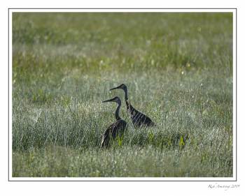 Sandhill cranes1g a.jpg